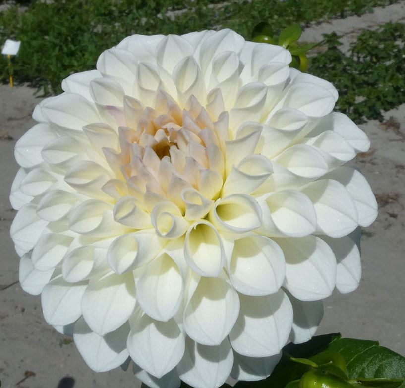 Dahlia Boom Boom White Tubers