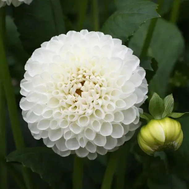 Dahlia Boom Boom White Tubers