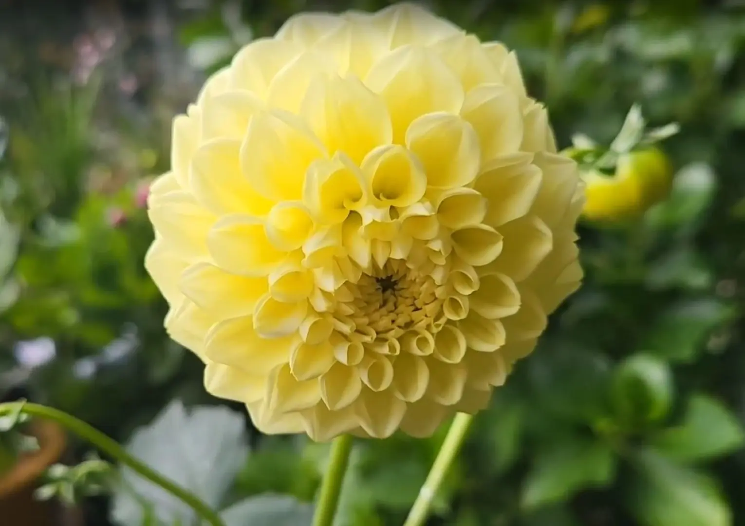 Dahlia Boom Boom Yellow Tubers