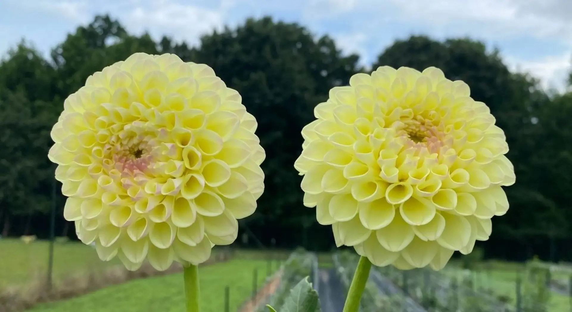 Dahlia Boom Boom Yellow Tubers