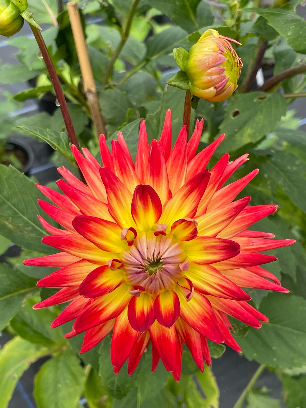 Dahlia Bora Bora Tubers
