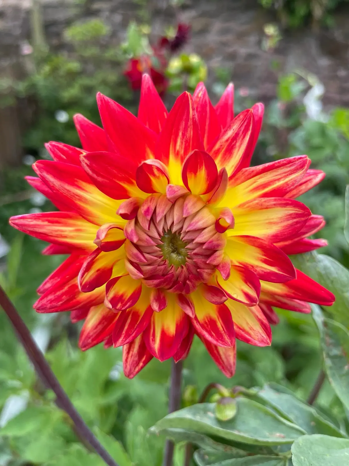 Dahlia Bora Bora Tubers