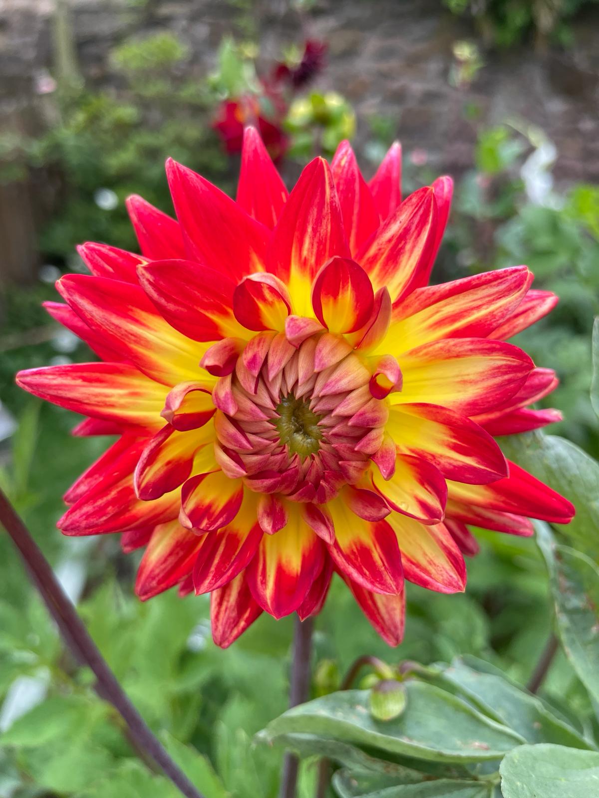 Dahlia Bora Bora Tubers