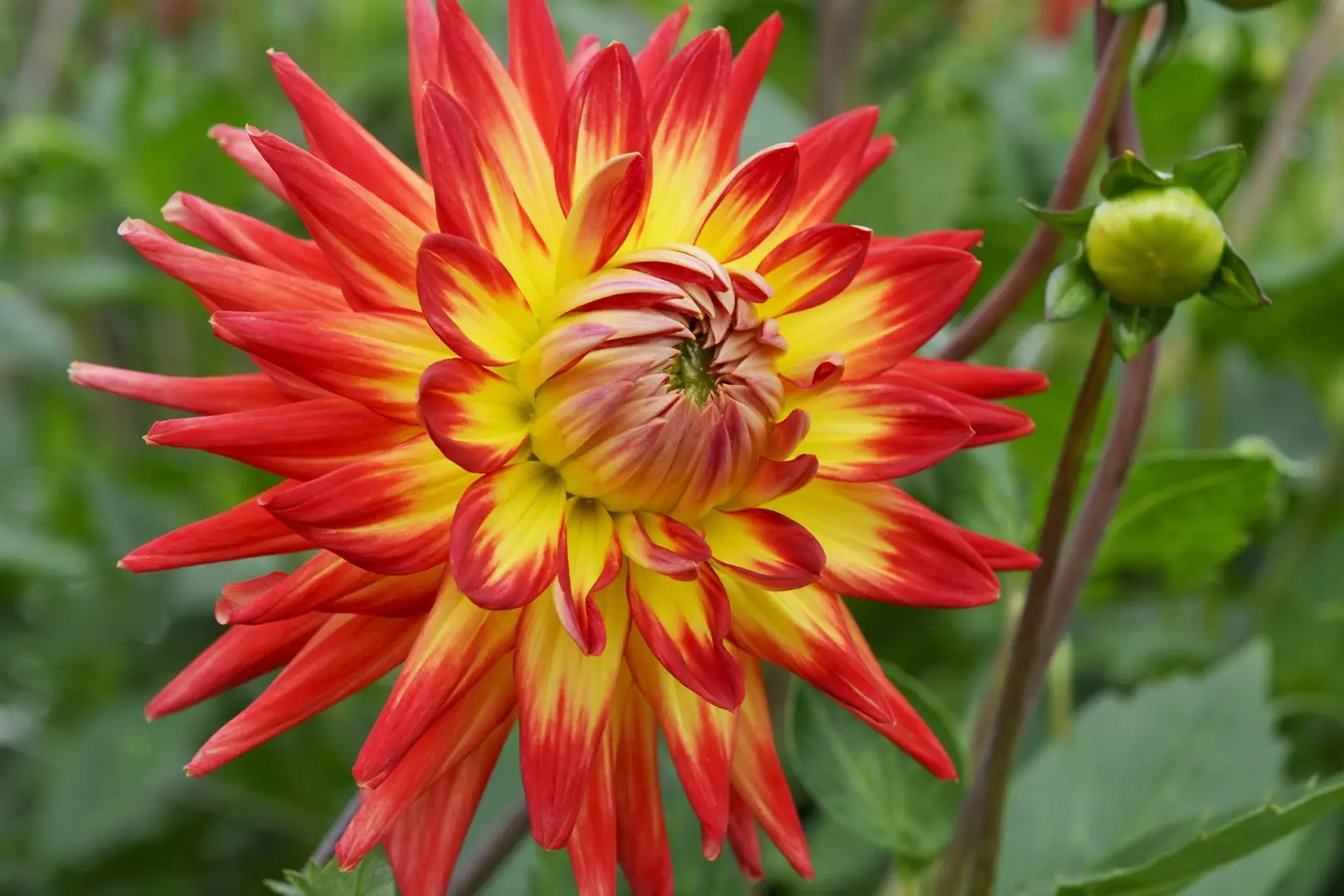 Dahlia Bora Bora Tubers