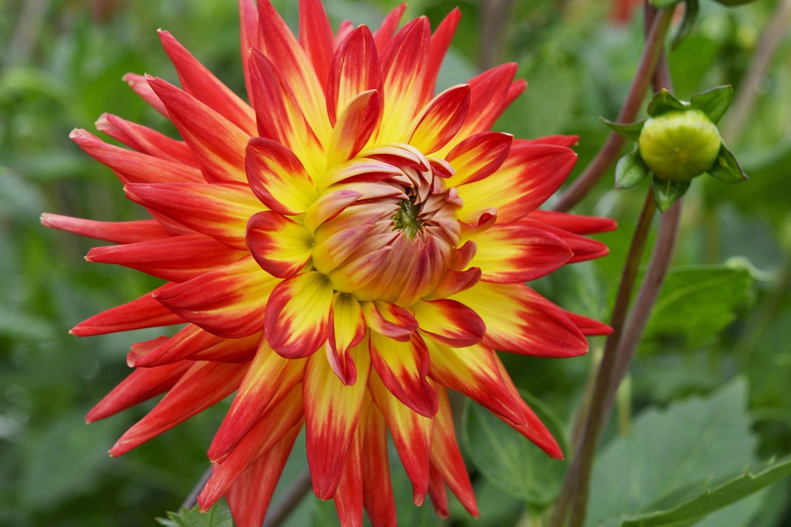 Dahlia Bora Bora Tubers