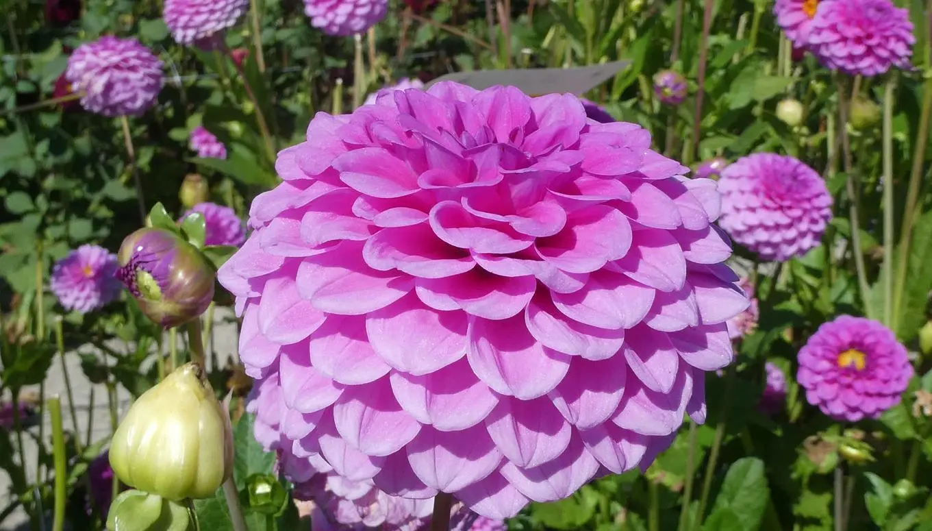 Dahlia Boy Scout Tubers