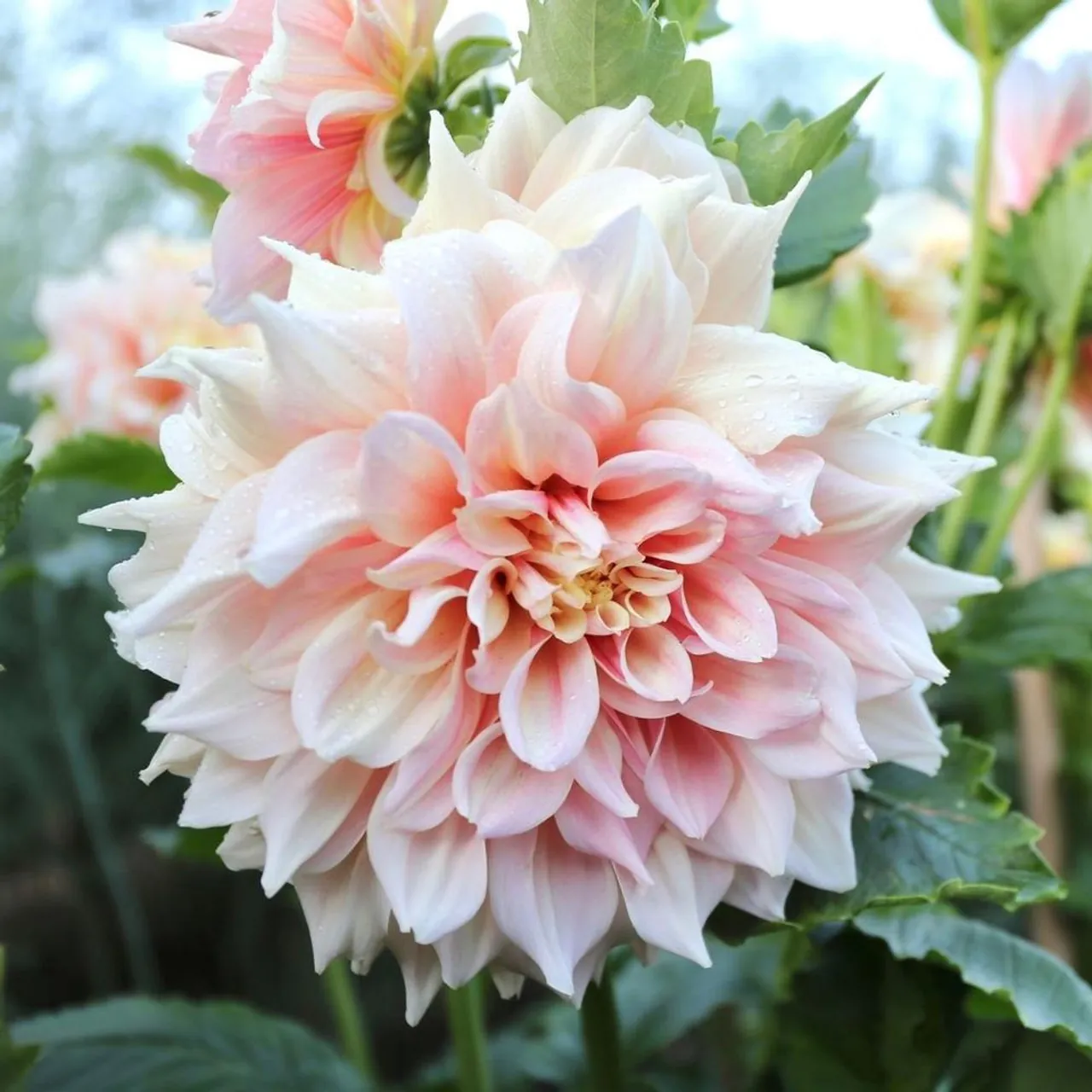 Dahlia Breakout Tubers