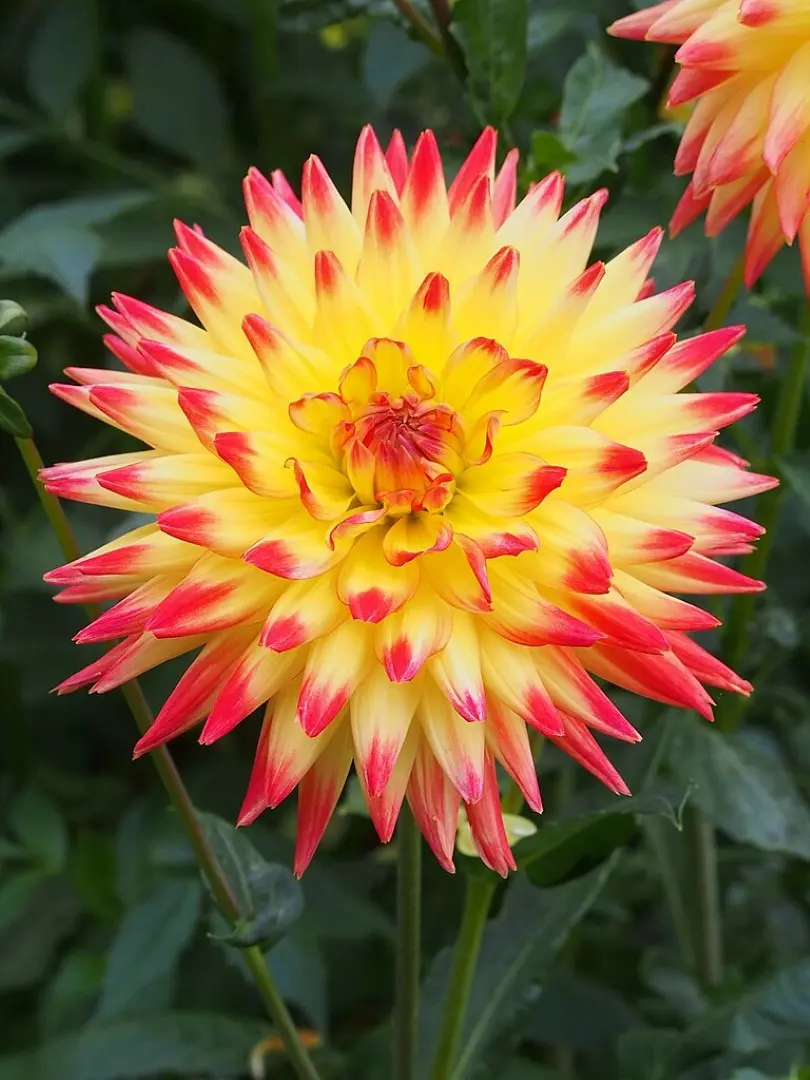 Dahlia Bridge View Aloha Tubers