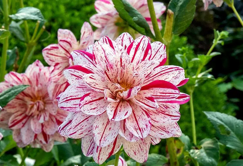 Dahlia Bright Diamond Tubers