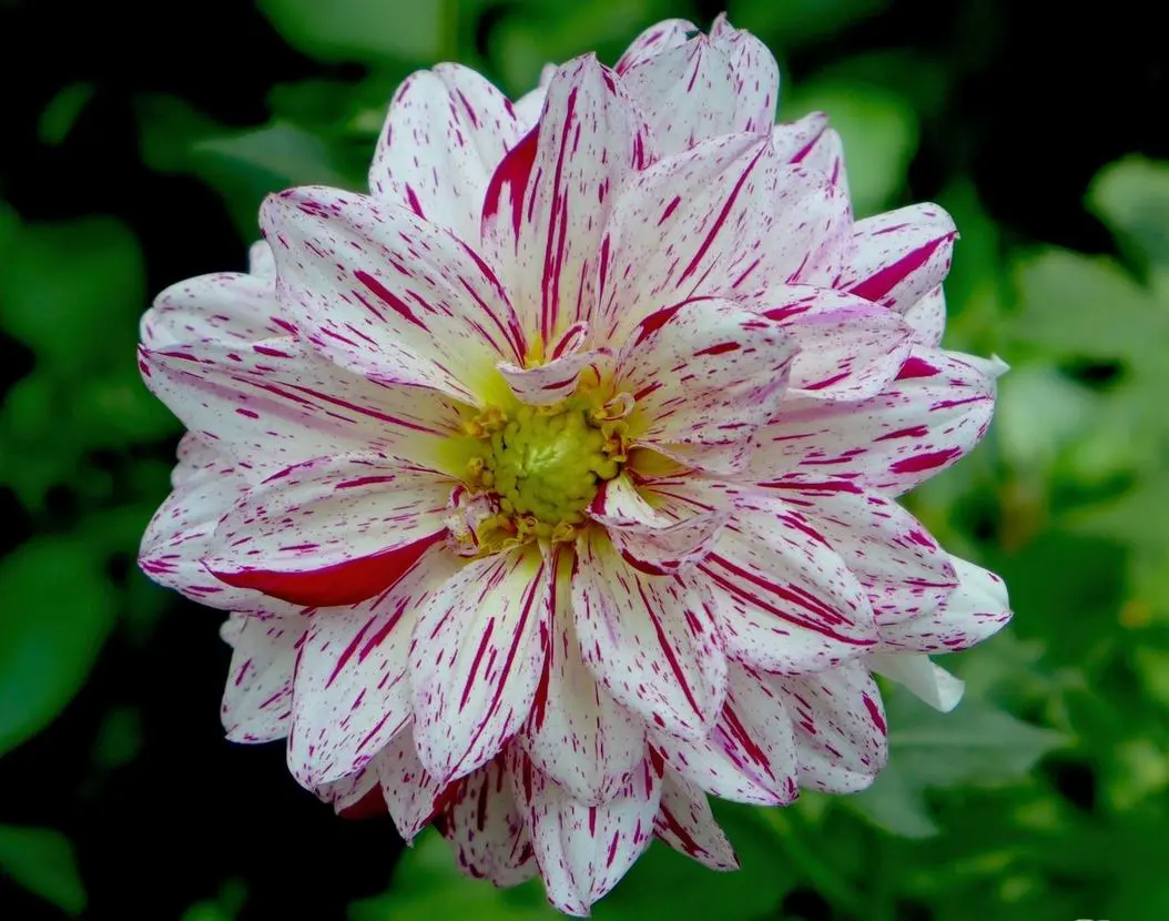 Dahlia Bright Diamond Tubers