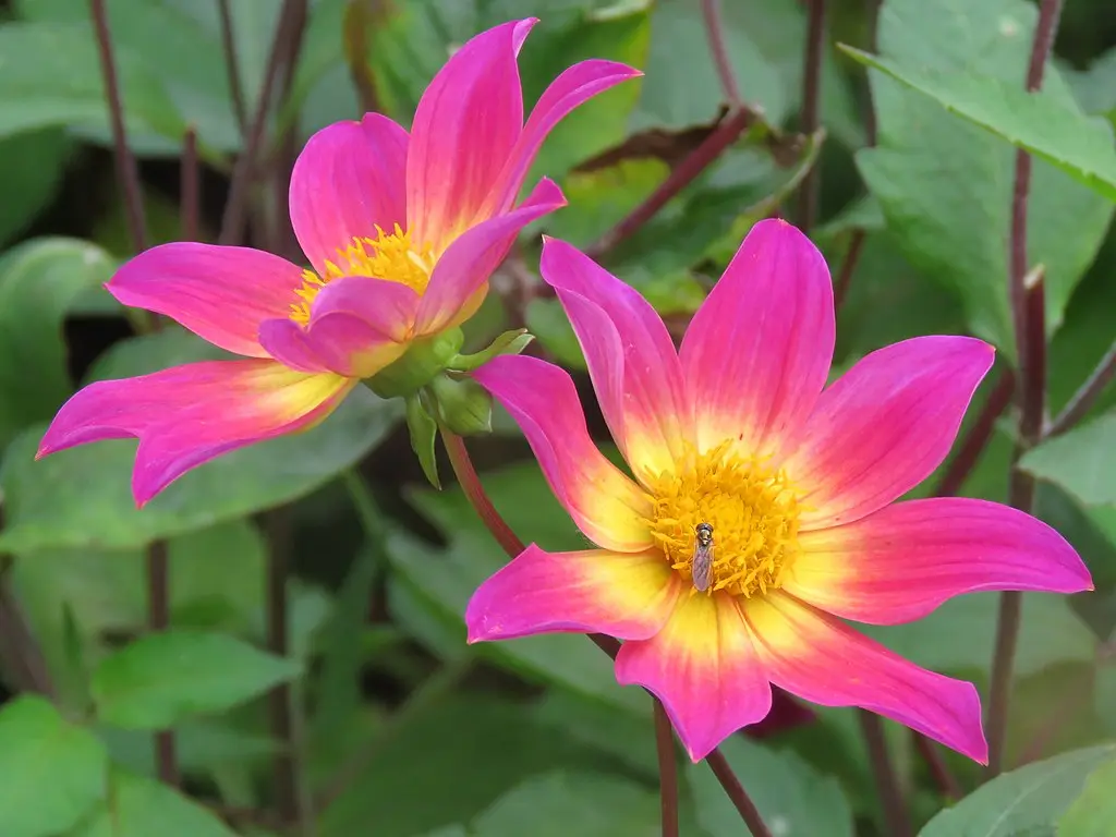 Dahlia Bright Eyes Tubers