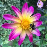Dahlia Bright Eyes Tubers