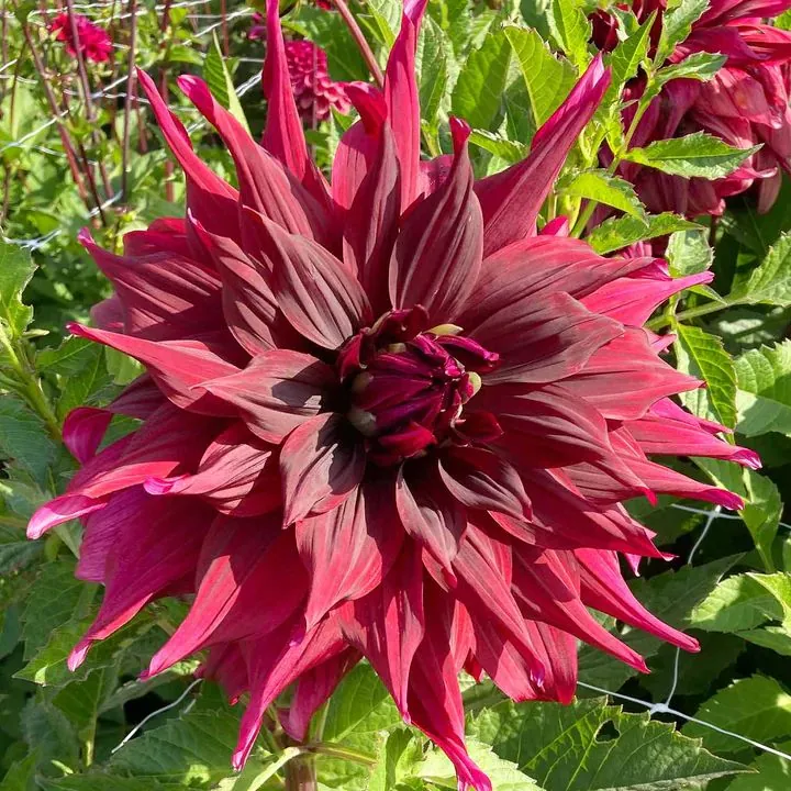 Dahlia Brigitta Alida Tubers