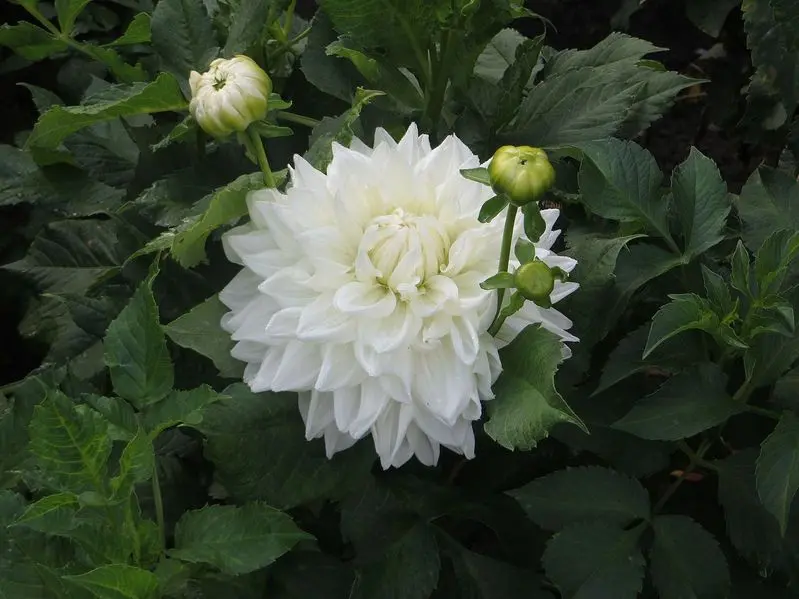 Dahlia Bull's Pride Tubers