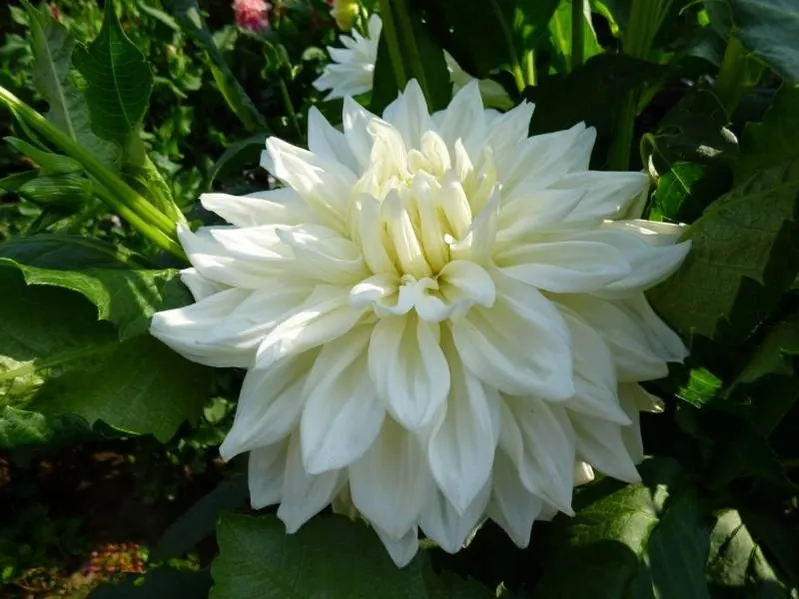 Dahlia Bull's Pride Tubers