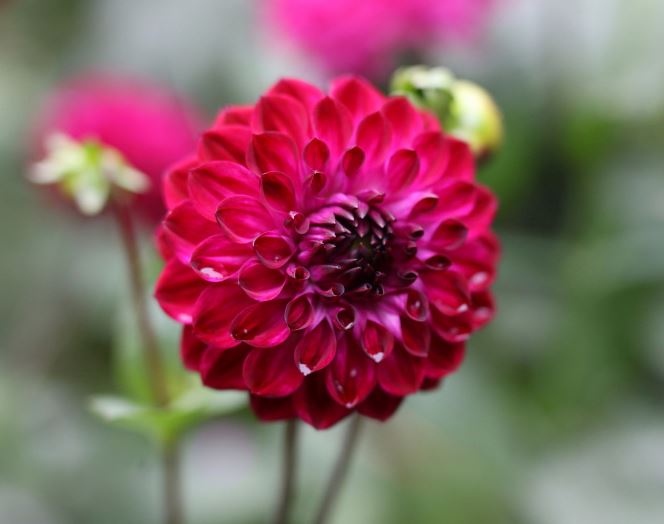 Dahlia Buran Tubers