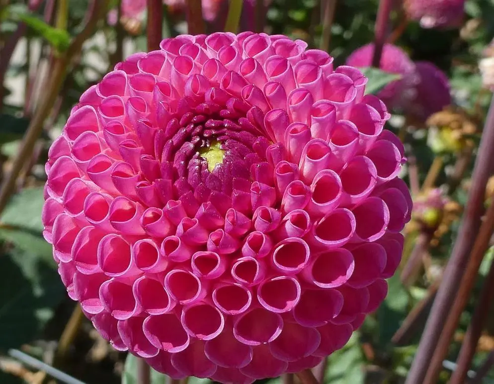 Dahlia Burlesca Tubers