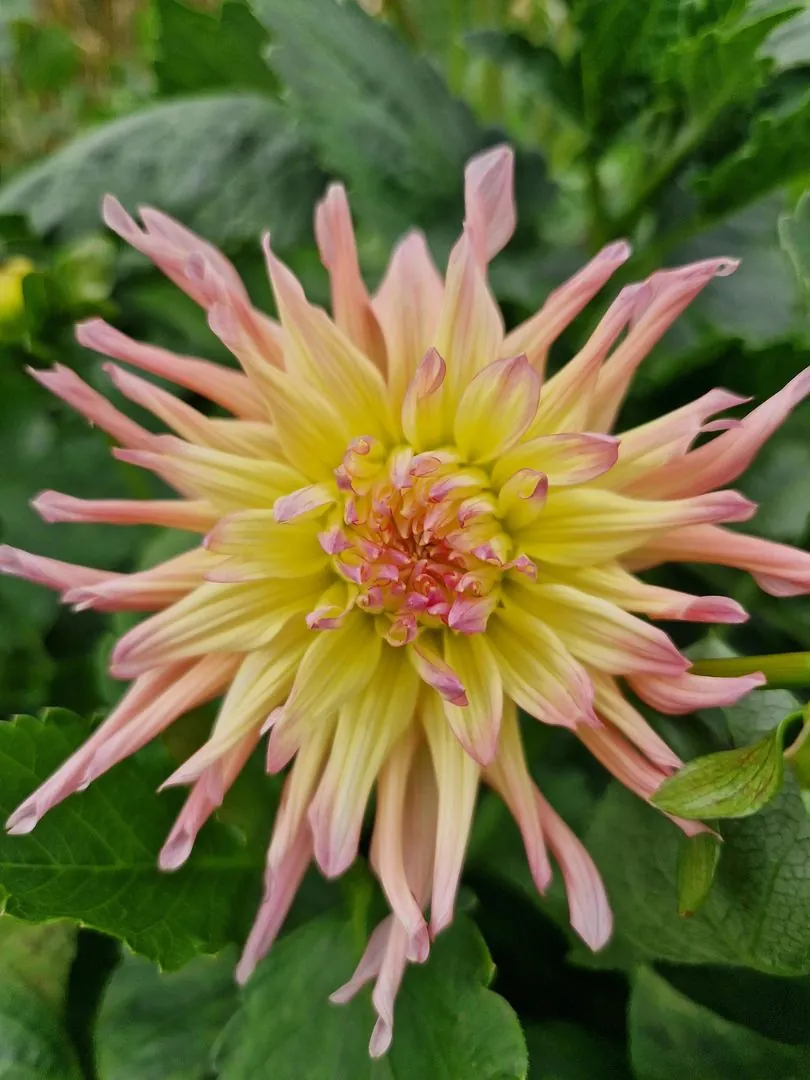 Dahlia Cabana Banana Tubers