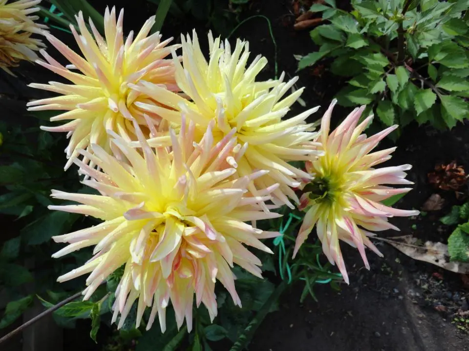 Dahlia Cabana Banana Tubers
