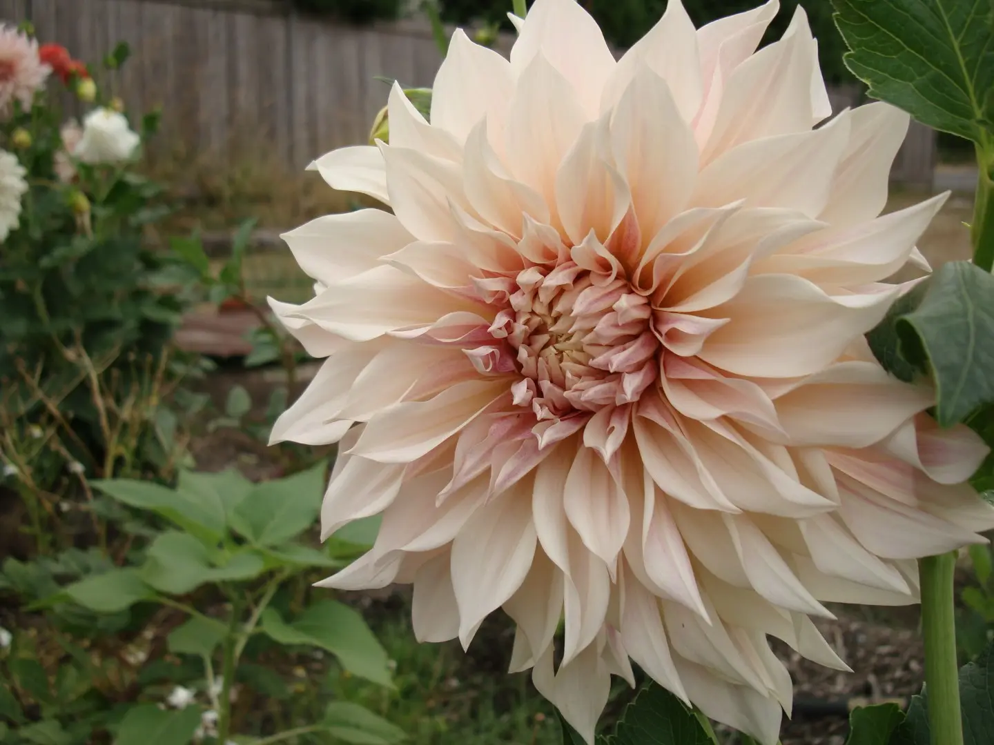 Dahlia Cafe Au Lait Tubers