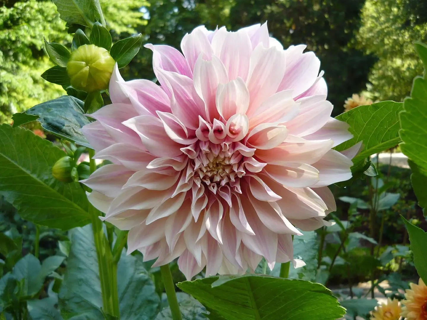 Dahlia Cafe Au Lait Tubers