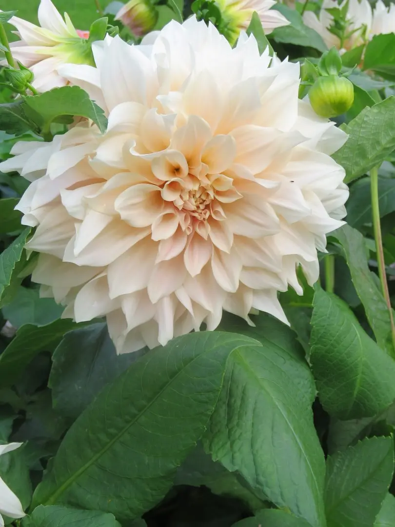 Dahlia Cafe Au Lait Tubers