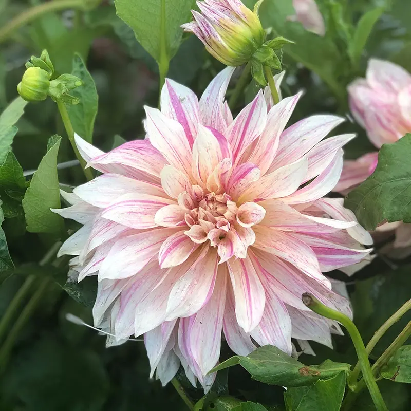 Dahlia Cafe Au Lait Twist Tubers