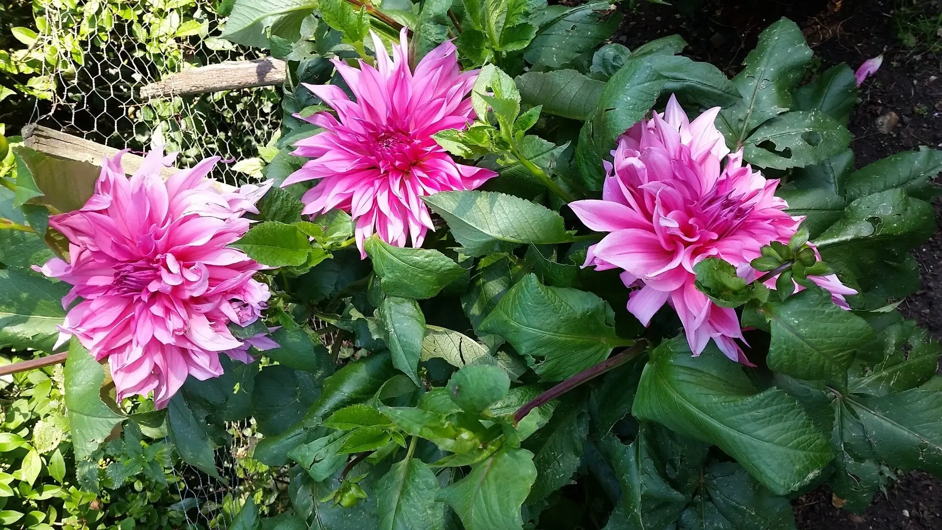 Dahlia Cafe au Lait Rose Tubers