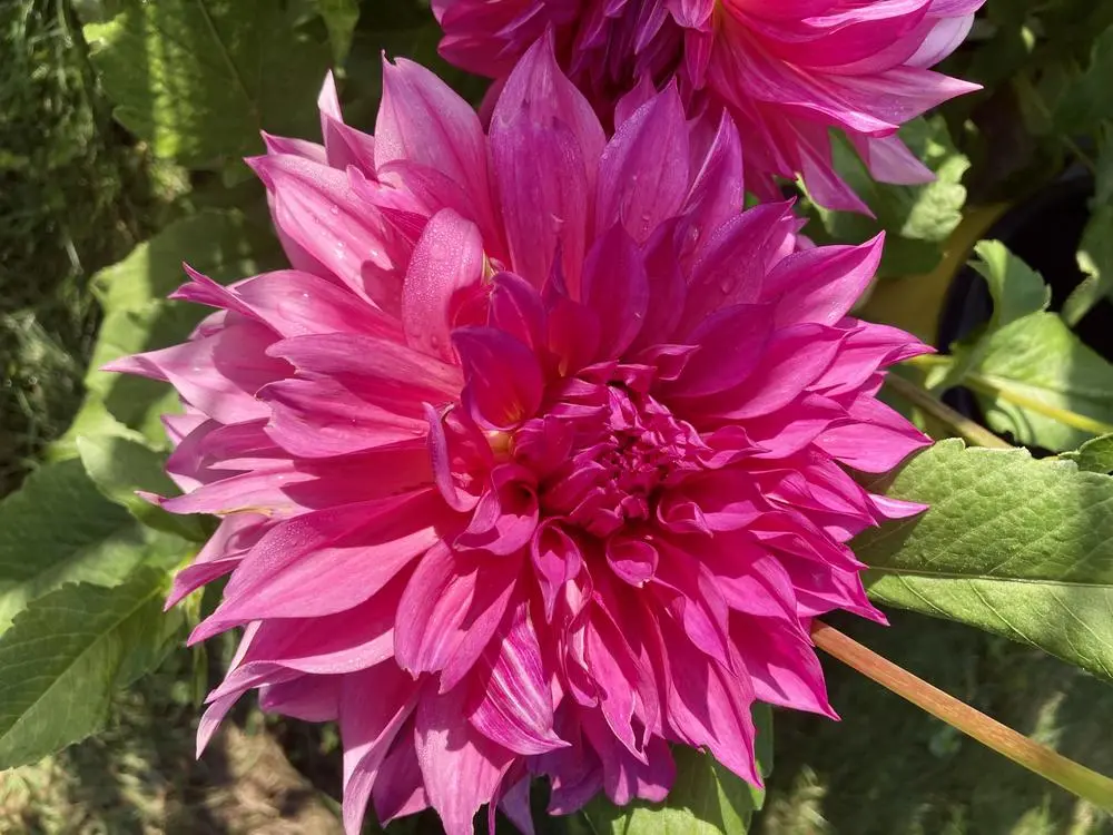 Dahlia Cafe au Lait Rose Tubers