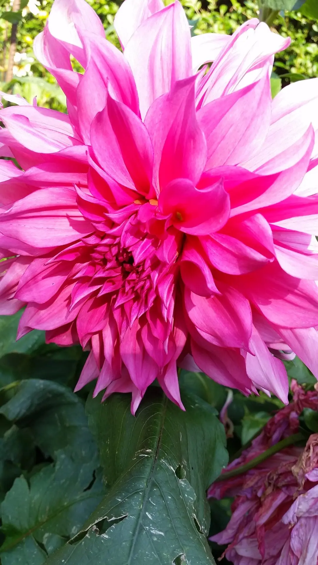 Dahlia Cafe au Lait Rose Tubers