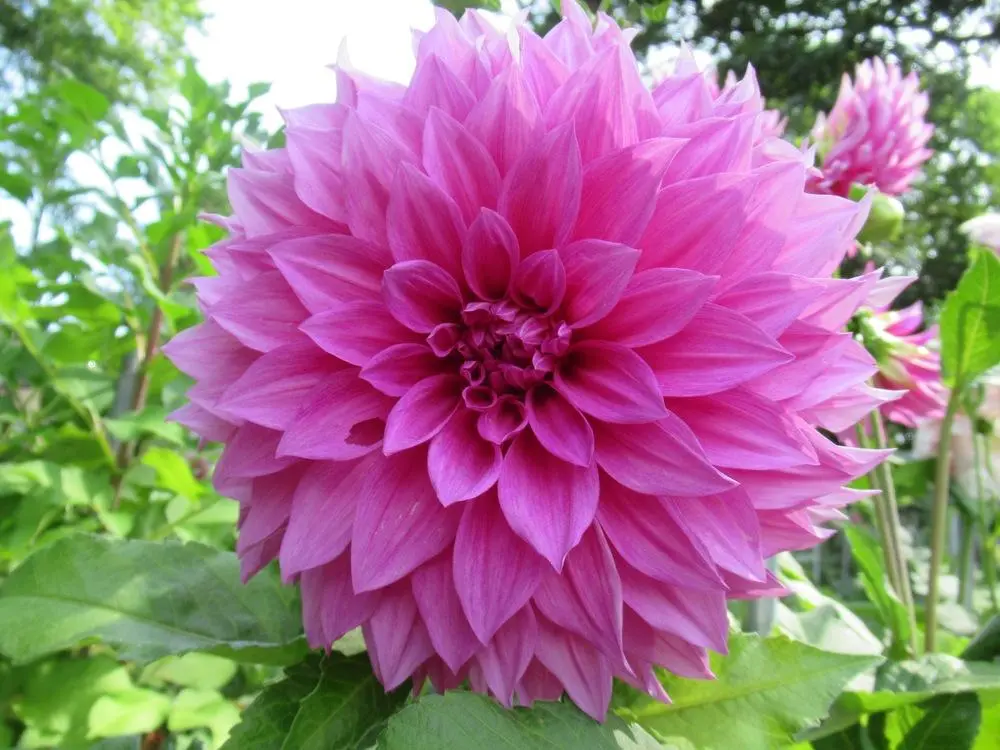 Dahlia Cafe au Lait Rose Tubers