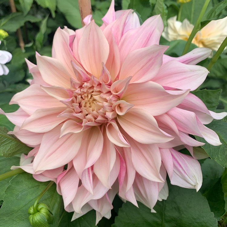Dahlia Cafe au Lait Royal Tubers - Image 2