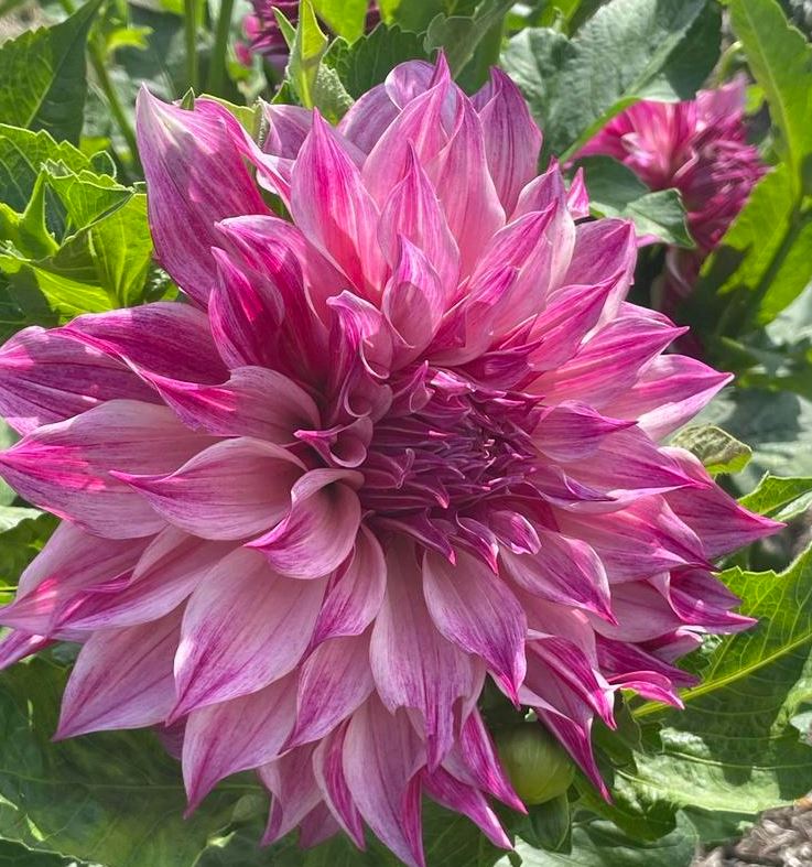 Dahlia Cafe au Lait Royal Tubers