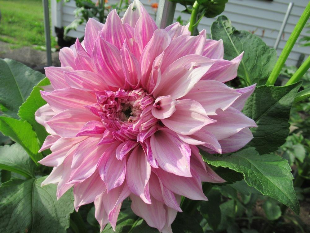 Dahlia Cafe au Lait Royal Tubers