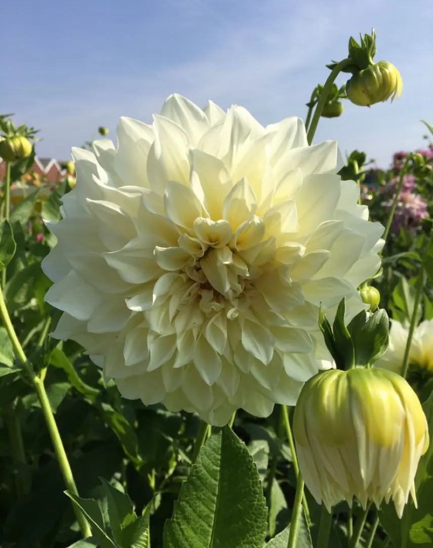 Dahlia Cafe au Lait Supreme Tubers