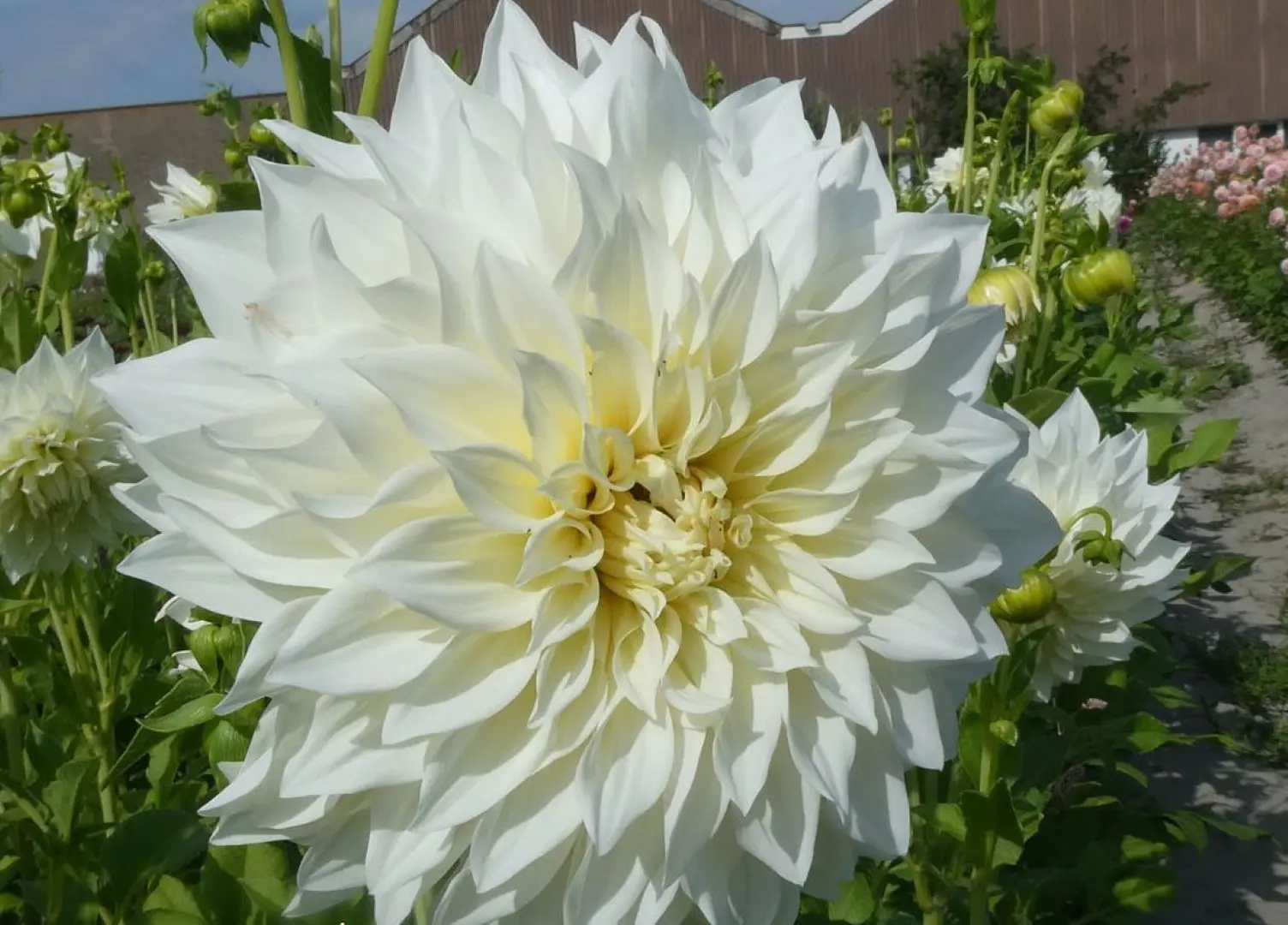 Dahlia Cafe au Lait Supreme Tubers