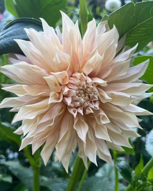Dahlia Cafe de Paris Tubers
