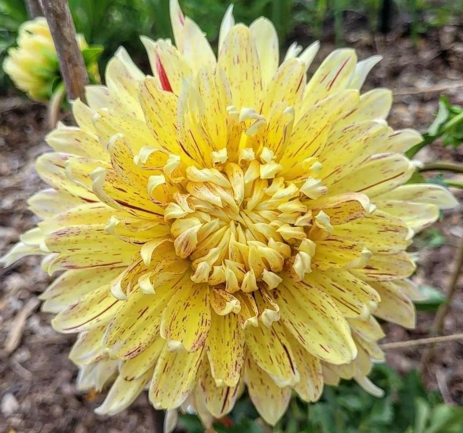Dahlia Cambridge Tubers