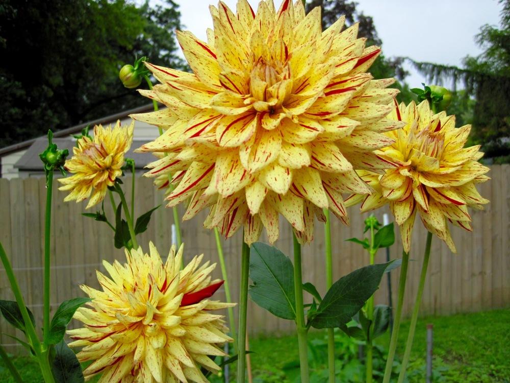 Dahlia Cambridge Tubers
