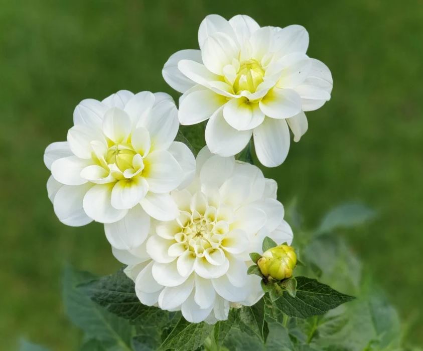 Dahlia Cantarino Tubers