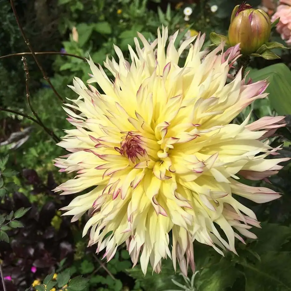 Dahlia Caproz Josephine Tubers