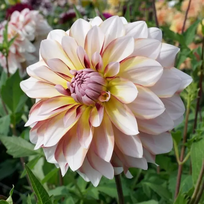 Dahlia Caribbean Fantasy Tubers
