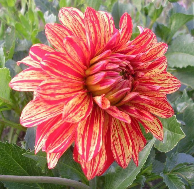 Dahlia Caribbean Sunset Tubers