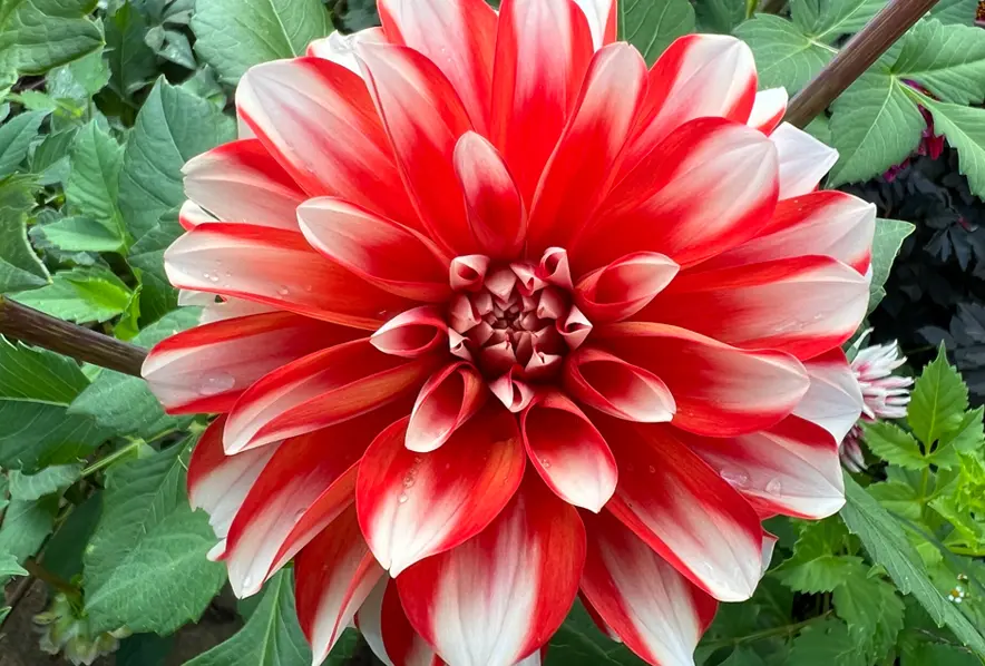 Dahlia Catching Fire Tubers