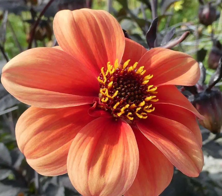 Dahlia Catherine Deneuve Tubers