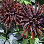 Dahlia Chat Noir Tubers