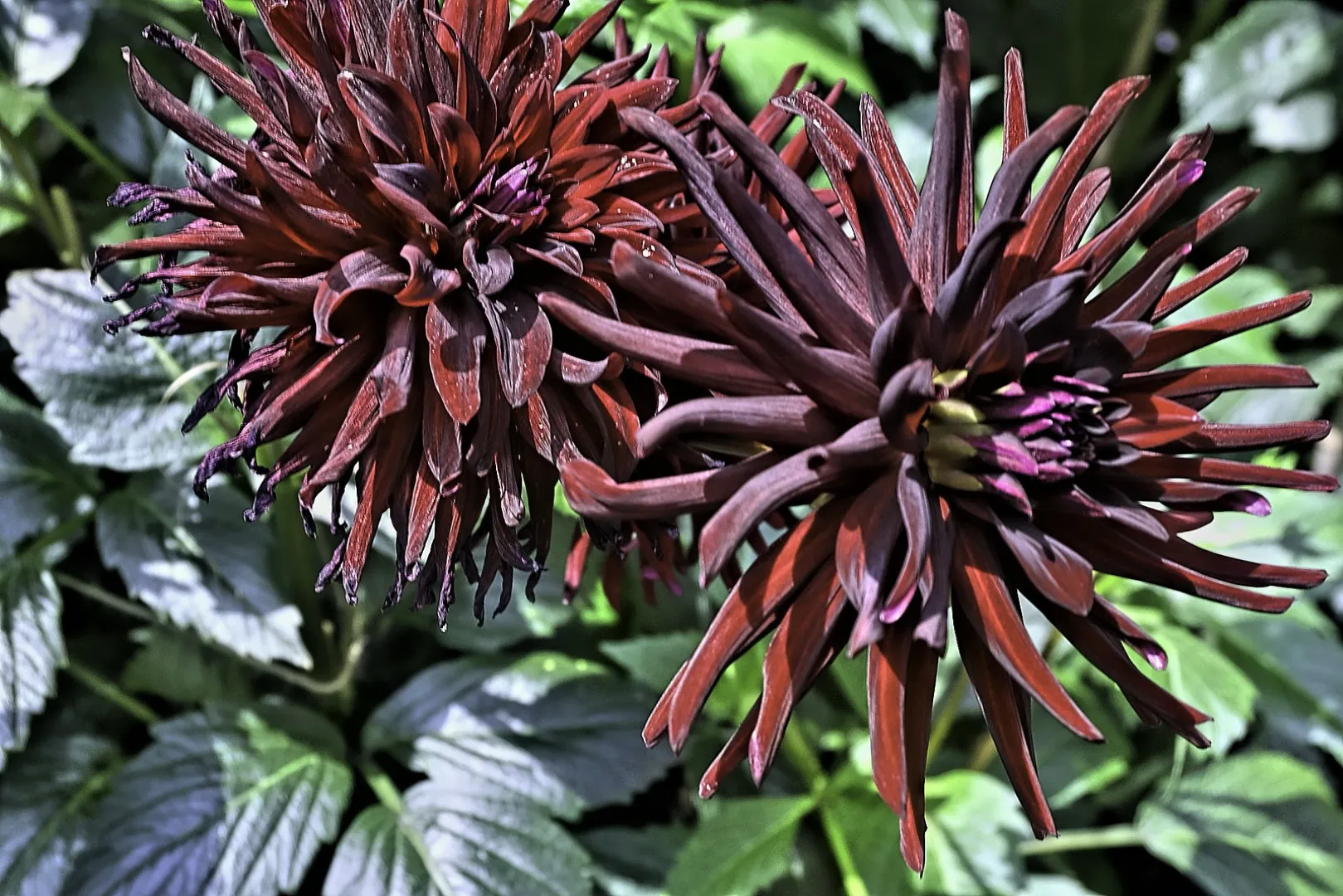 Dahlia Chat Noir Tubers