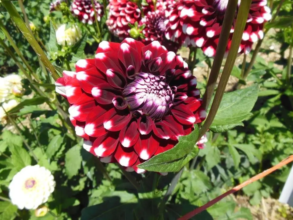 Dahlia Checkers Tubers