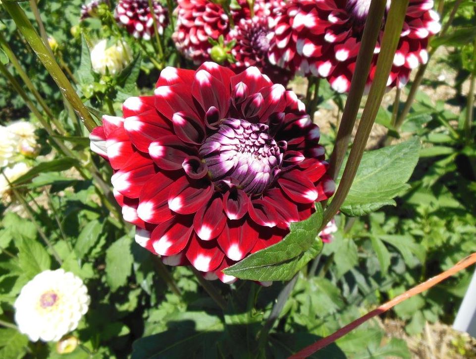 Dahlia Checkers Tubers