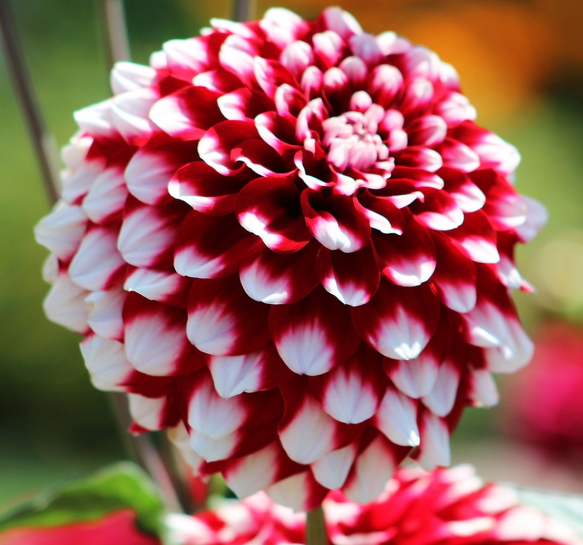 Dahlia Checkers Tubers